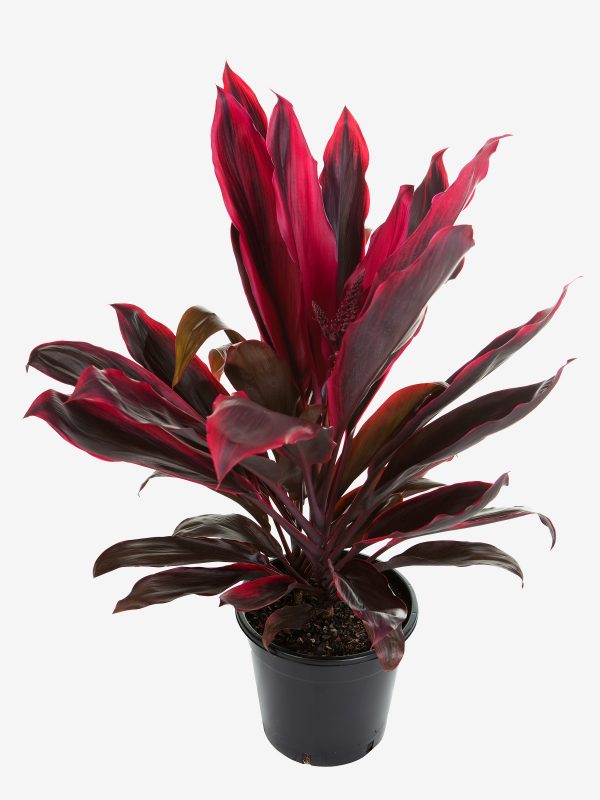 Cordyline Rubra Plants Whitsunday North Queensland Wholesale Nursery