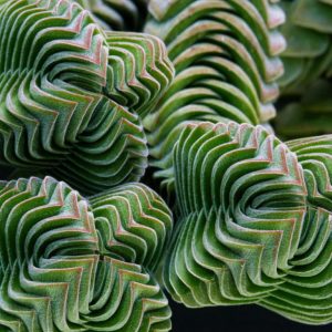 Crassula Buddhas Temple Plants Whitsunday North Queensland Wholesale Nursery