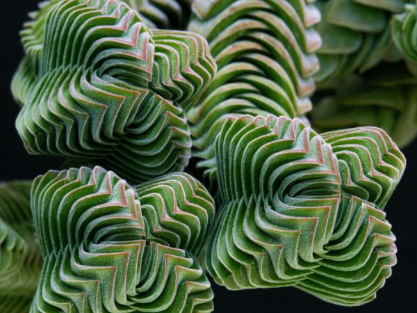 Crassula Buddhas Temple Plants Whitsunday North Queensland Wholesale Nursery