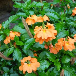 Crossandra Fireglow Plants Whitsunday North Queensland Wholesale Nursery