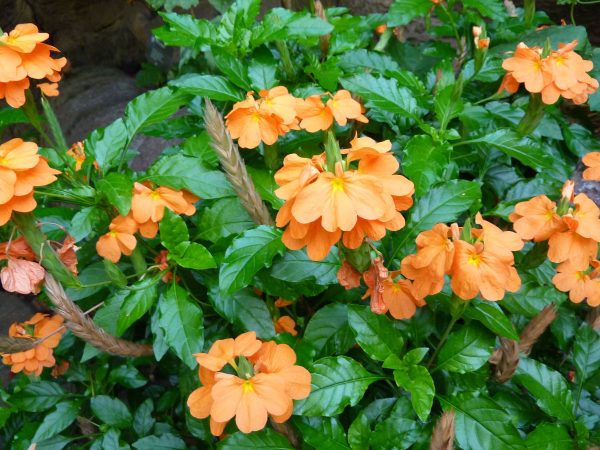 Crossandra Fireglow Plants Whitsunday North Queensland Wholesale Nursery