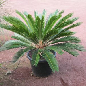 Cycas revoluta Cycad Plants Whitsunday North Queensland Wholesale Nursery