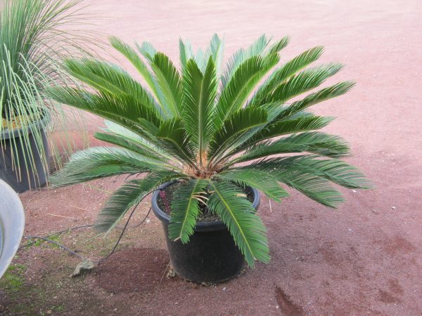 Cycas revoluta Cycad Plants Whitsunday North Queensland Wholesale Nursery