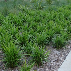 Dianella Caerulea Blue Flax Lily Plants Whitsunday North Queensland Wholesale Nursery