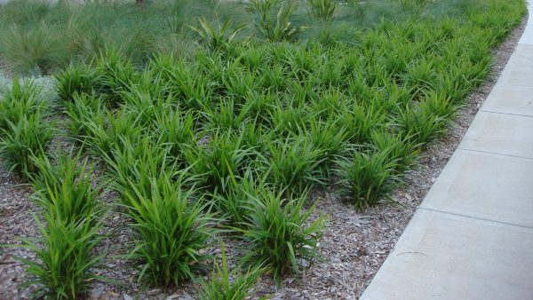 Dianella Caerulea Blue Flax Lily Plants Whitsunday North Queensland Wholesale Nursery