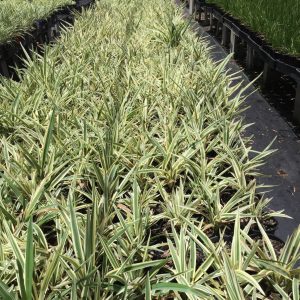 Dianella Silver Streak Flax Lily Plants Whitsunday North Queensland Wholesale Nursery