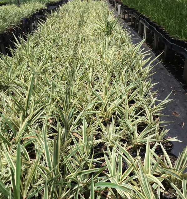 Dianella Silver Streak Flax Lily Plants Whitsunday North Queensland Wholesale Nursery