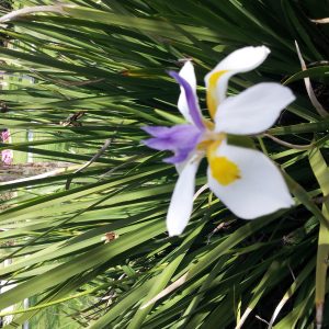 Dietes Grandiflora Fairy Iris Plants Whitsunday North Queensland Wholesale Nursery