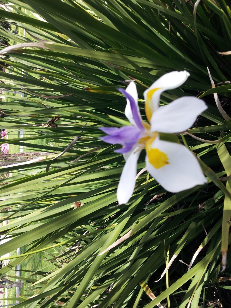 Dietes grandiflora PLANTS WHITSUNDAY