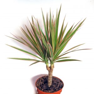 Dracaena Marginata Plants Whitsunday North Queensland Wholesale Nursery