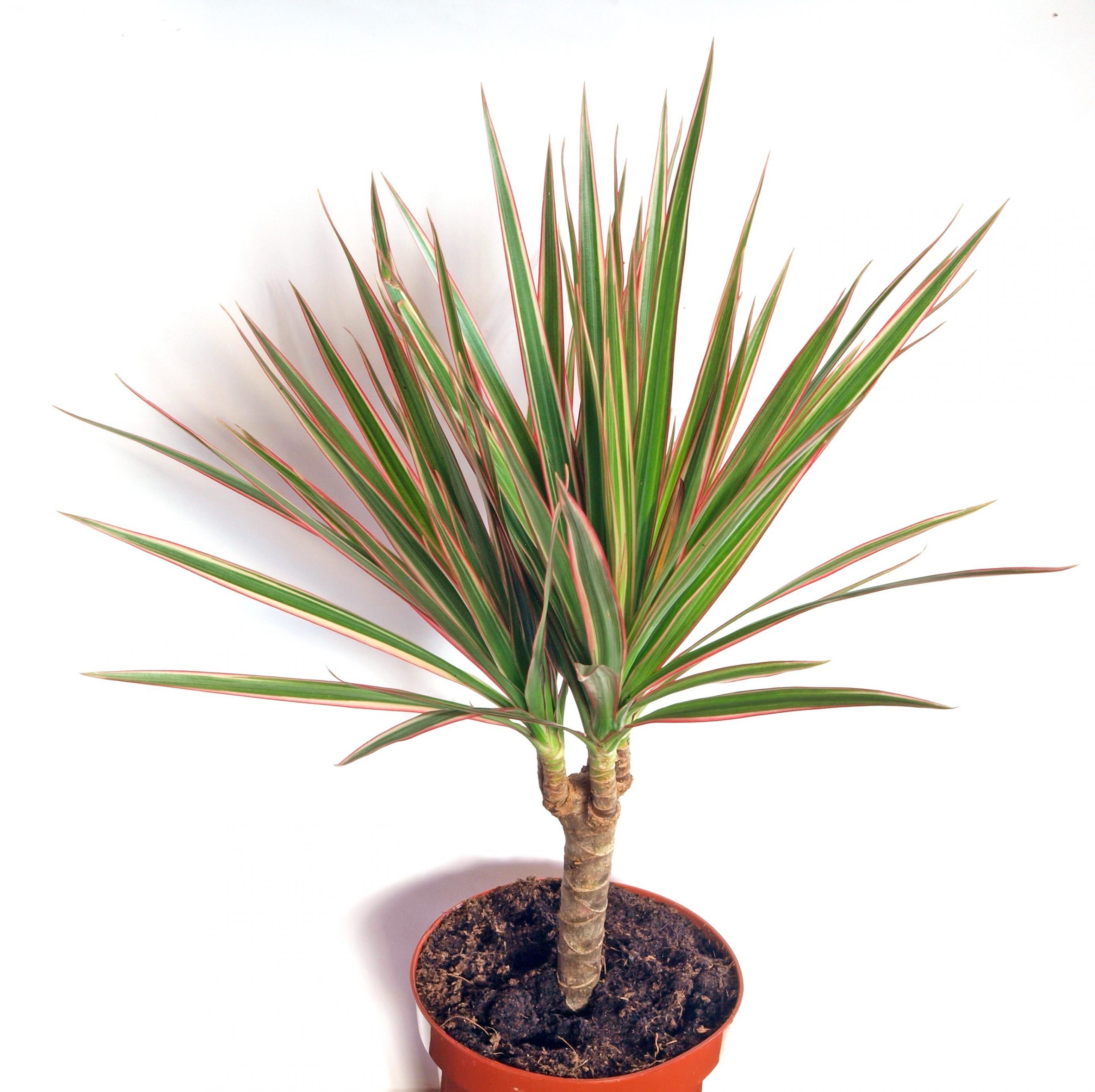 dracaena