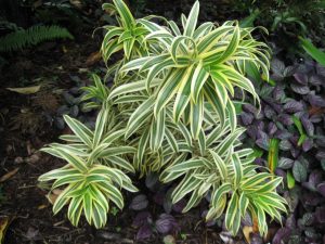 Dracaena reflexa Song of India Plants Whitsunday North Queensland Wholesale Nursery