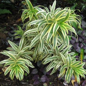 Dracaena reflexa Song of India Plants Whitsunday North Queensland Wholesale Nursery