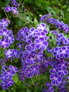 Duranta Geisha Girl Plants Whitsunday North Queensland Wholesale Nursery
