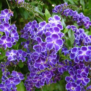 Duranta Geisha Girl Plants Whitsunday North Queensland Wholesale Nursery