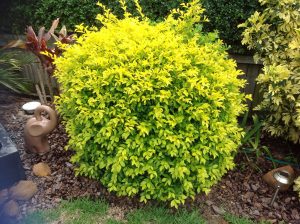 Duranta Sheenas Gold Plants Whitsunday North Queensland Wholesale Nursery