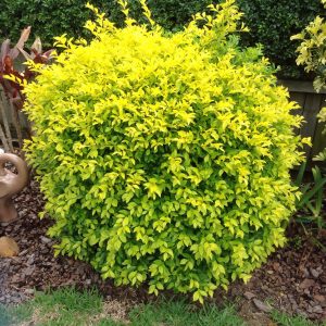 Duranta Sheenas Gold Plants Whitsunday North Queensland Wholesale Nursery