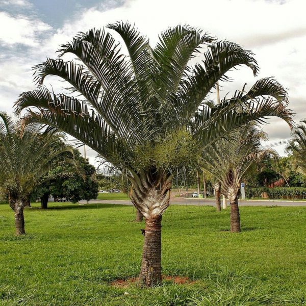 Dypsis Decaryi Triangle Palm Plants Whitsunday North Queensland Wholesale Nursery