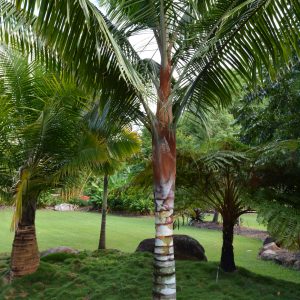 Dypsis leptocheilos Redneck Palm Plants Whitsunday North Queensland Wholesale Nursery