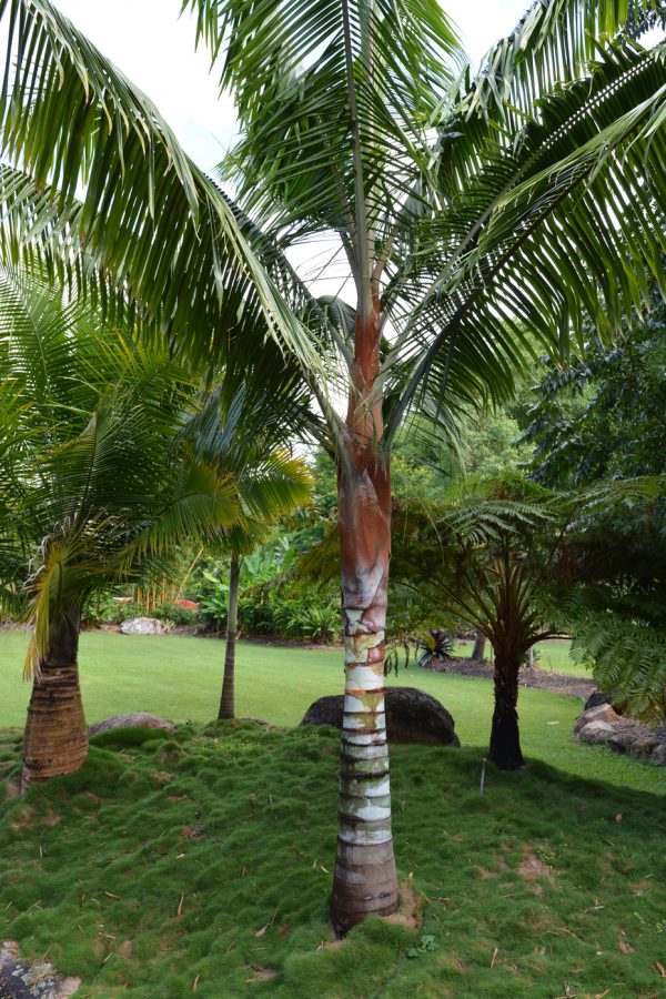 Dypsis leptocheilos Redneck Palm Plants Whitsunday North Queensland Wholesale Nursery