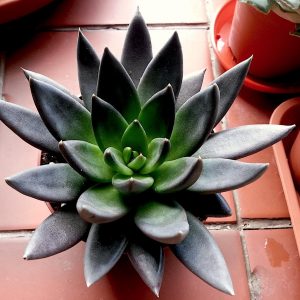 Echeveria Black Night Plants Whitsunday North Queensland Wholesale Nursery