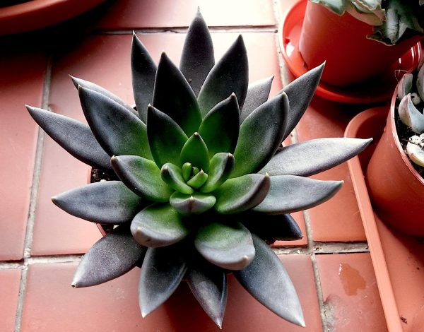 Echeveria Black Night Plants Whitsunday North Queensland Wholesale Nursery