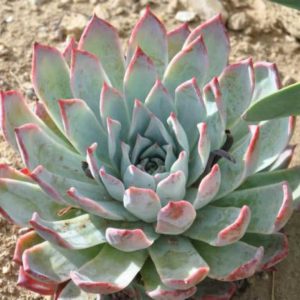 Echeveria colorata Plants Whitsunday North Queensland Wholesale Nursery