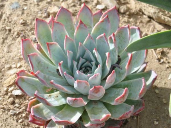 Echeveria colorata Plants Whitsunday North Queensland Wholesale Nursery