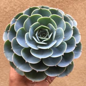 Echeveria imbricata Blue Rose Plants Whitsunday North Queensland Wholesale Nursery