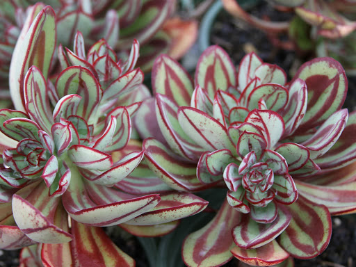 Echeneria Painted Lady Plants Whitsunday North Queensland Wholesale Nursery