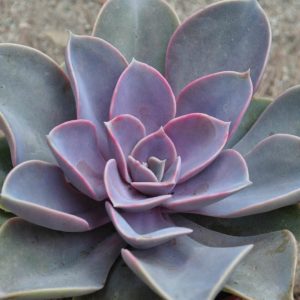 Echeveria Perle Von Nurnberg Plants Whitsunday North Queensland Wholesale Nursery