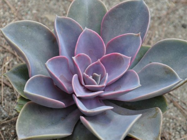 Echeveria Perle Von Nurnberg Plants Whitsunday North Queensland Wholesale Nursery