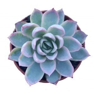 Echeveria Violet Queen Plants Whitsunday North Queensland Wholesale Nursery