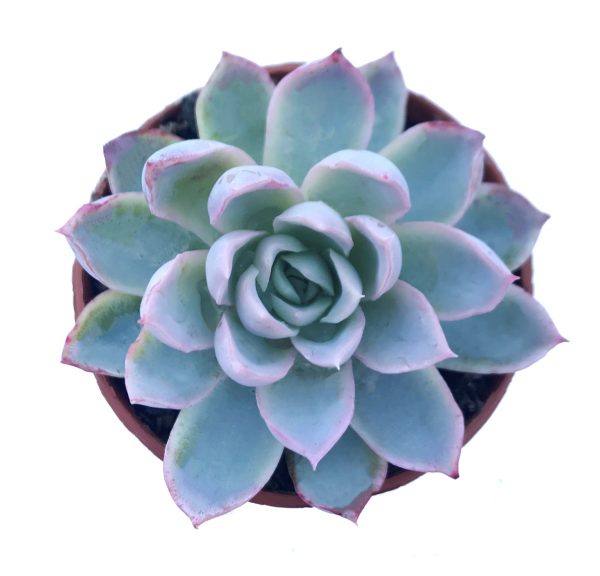 Echeveria Violet Queen Plants Whitsunday North Queensland Wholesale Nursery