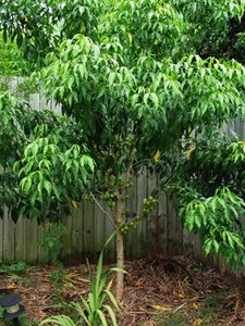 Evodiella Muelleri Little Evodia Plants Whitsunday North Queensland Wholesale Nursery