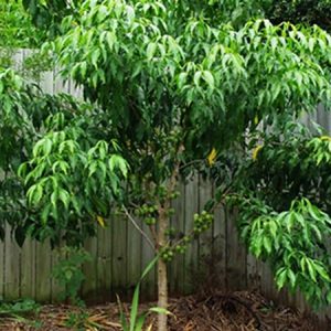 Evodiella Muelleri Little Evodia Plants Whitsunday North Queensland Wholesale Nursery