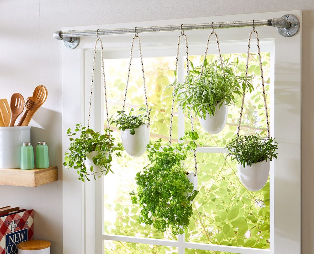 Window hangers make great space savers for a herb garden. Plants Whitsunday North Queensland Garden Centre