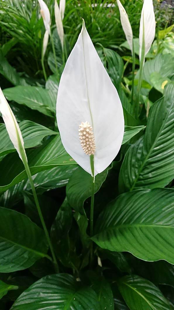 Spathiphyllum Peace Lily PLANTS WHITSUNDAY