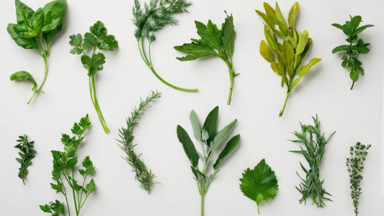 Growing herbs in North Queensland