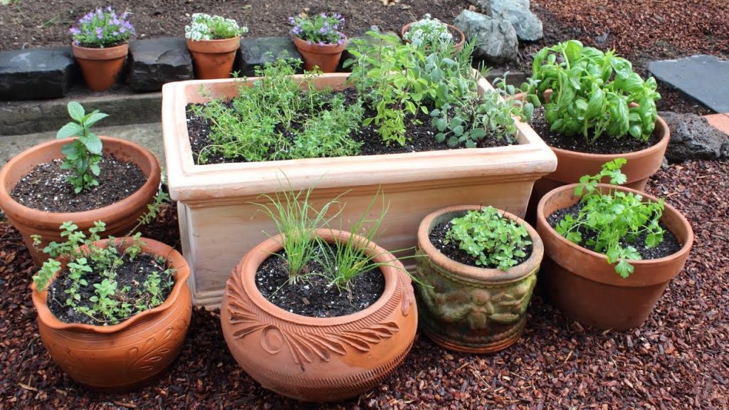 Growing Herbs in Queensland